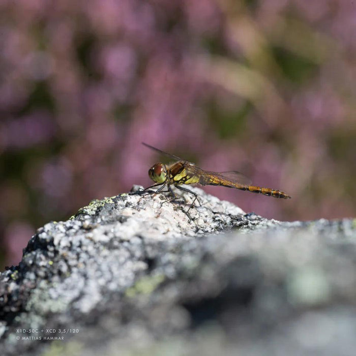 Hasselblad XCD 120mm f/3.5 Macro - Foto Ottica Cavour