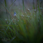 Hasselblad XCD 90mm f/2.5 V - Foto Ottica Cavour