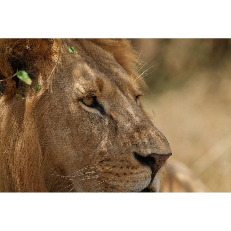 Sony FE 300mm f/2.8 GM OSS - Foto Ottica Cavour