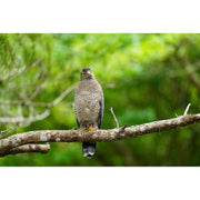 Sony FE 300mm f/2.8 GM OSS - Foto Ottica Cavour