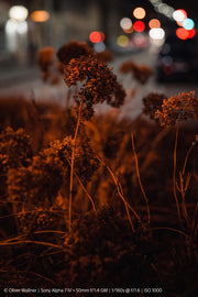 Sony FE 50mm f/1.4 GM - Foto Ottica Cavour